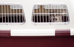 A cat sitting in a crate.