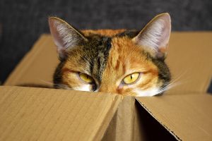 A cat in a box.