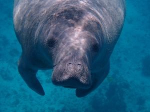 A manatee in deep waters