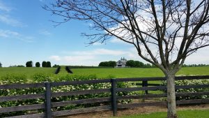 Fence of the farm with green grass and tree.