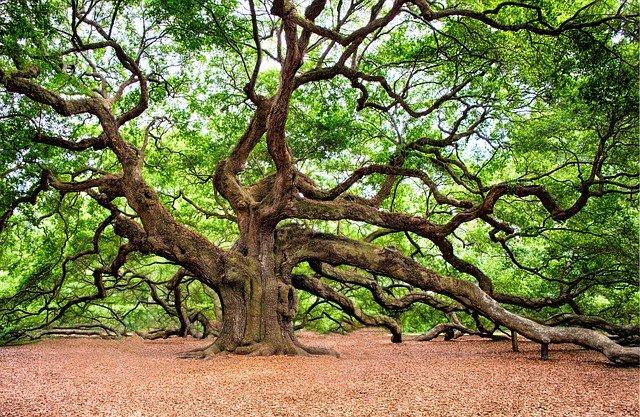 Oak tree in Charleston
