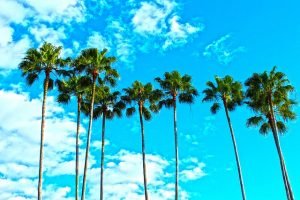 High palm trees
