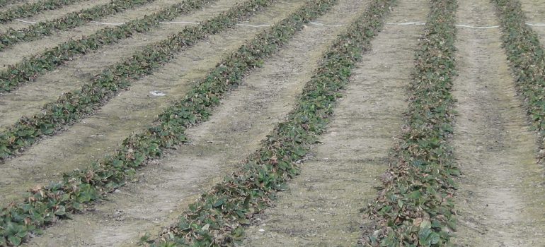 a strawberry farm