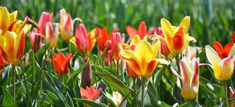 Tulips in several colors
