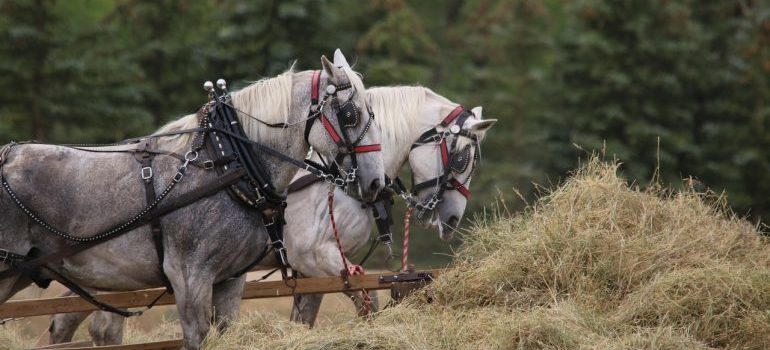 Horses on a field