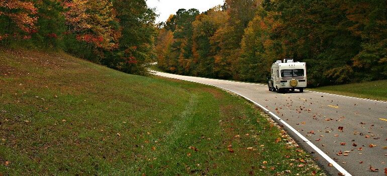 road in the middle of greenery