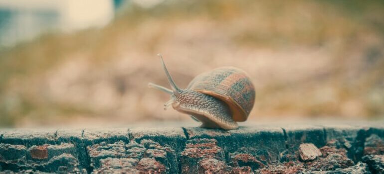 A moving snail.