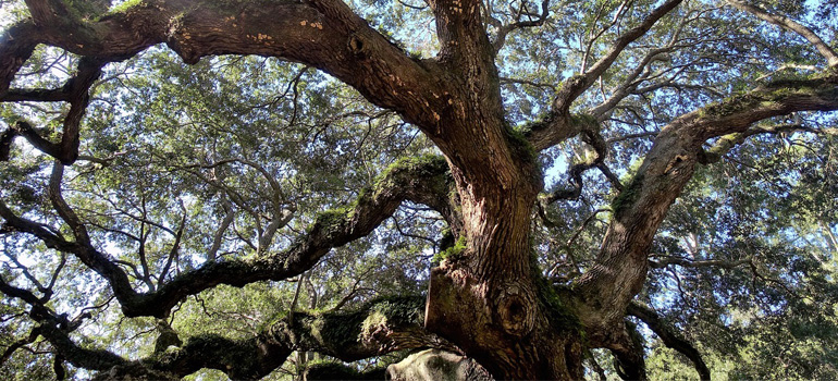 A picture of the one and only Angel Oak