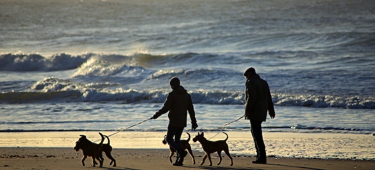 People walking with dogs on the beach.