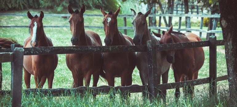 Horses in Kentucky