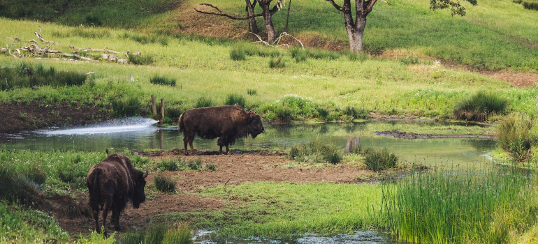 bison by the water - Beautiful Places to Visit in Minnesota