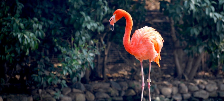 A flamingo in a garden;