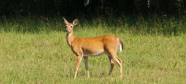 deer in the field