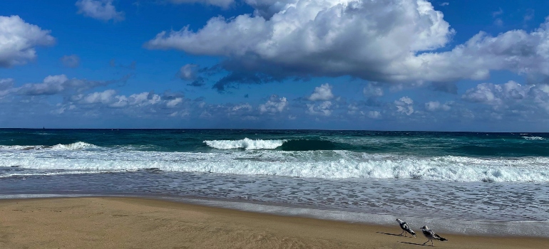 A sandy beach with waves and two seagulls walking on the beach in Delray Beach, FL