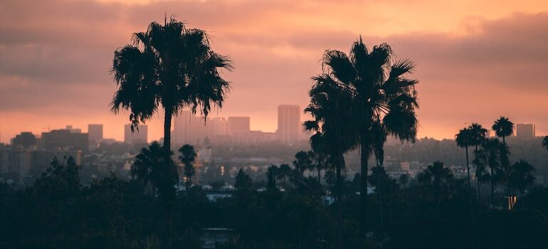 Two palm trees with LA buildings behidn them during golden hour