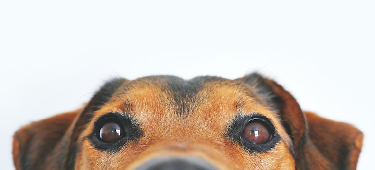 A close-up of a dog