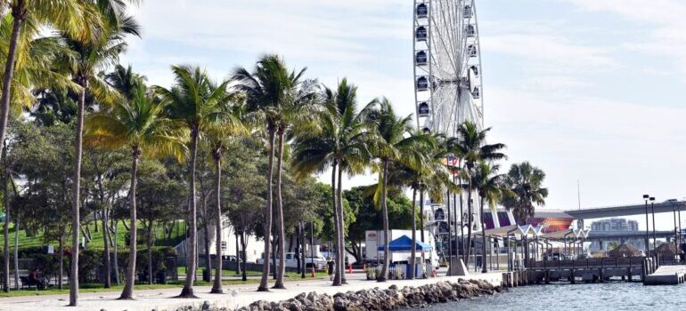 Palm trees on the coast in Miami with a Ferris wheel on a boardwalk