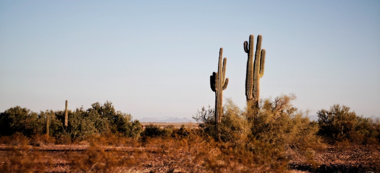 two cacti in the desert