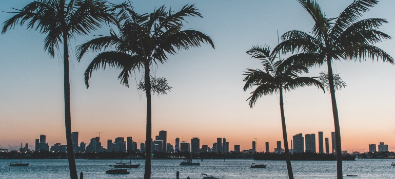 Palm trees near the water and high-rise buildings behind