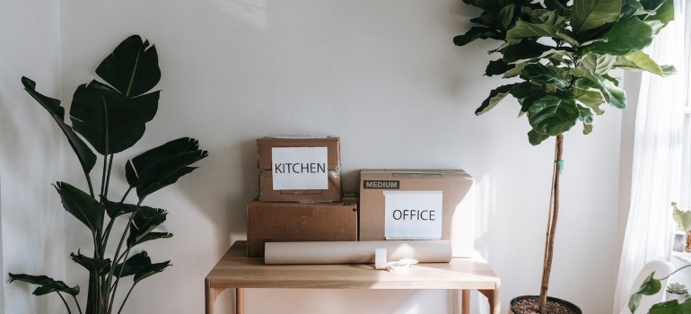 Picture of packed boxes between houseplants 