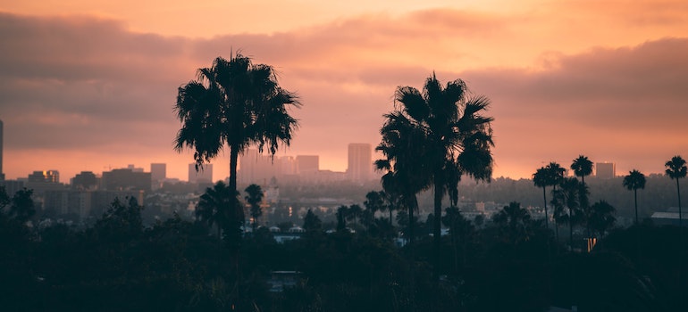 Dark silhouette of palm trees in Los Angeles
