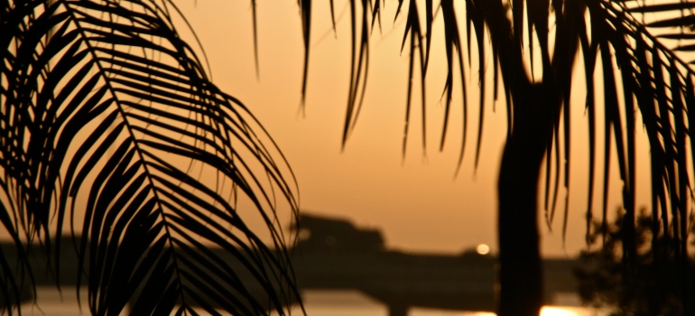 Picture of palm leaves during a sunset 