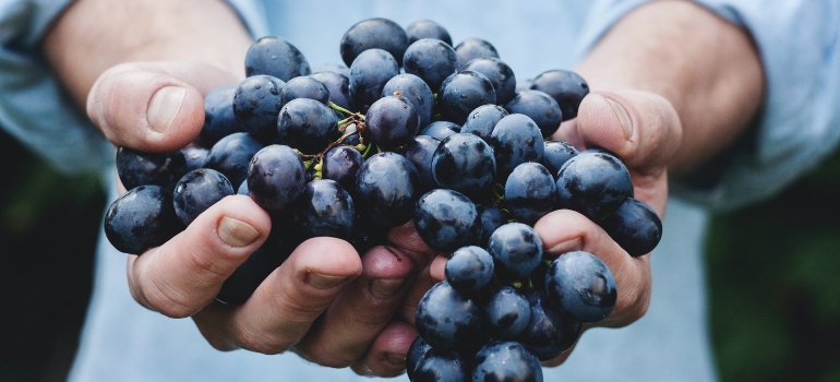 Picture of a person holding grapes 