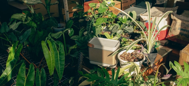 Picture of houseplants
