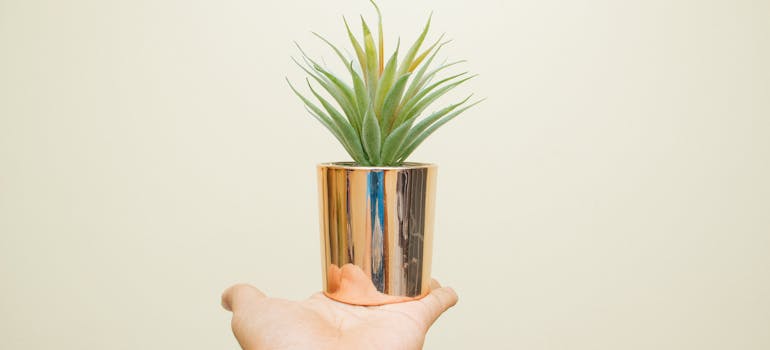 person holding a plant