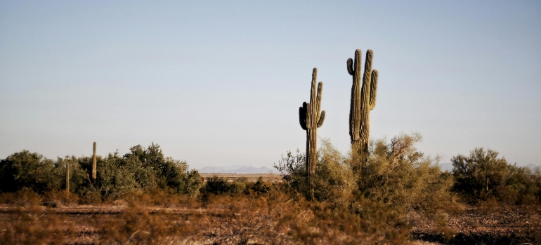 cacti in the desert