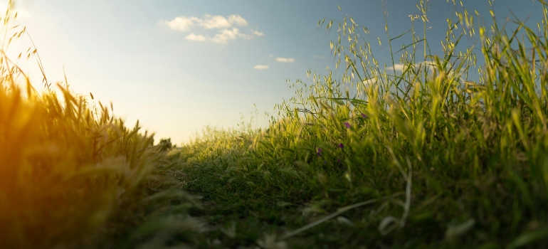 grass in the filed